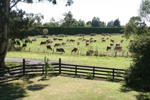 One of the many beautiful views from the balcony to the neighboring paddock where the dairy farmer across the creek grazes his Jersy's from time to time.  We have been lucky enough to access some of the fresh milk from their dairy and are enjoying learning the benefits of raw-milk (more on that later).